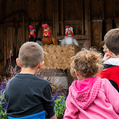 Enjoy some laughs at our hilarious chicken show