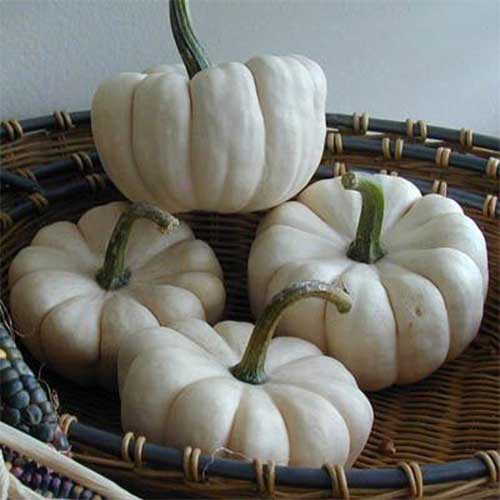 Pick-your-own Pumpkins in McHenry County